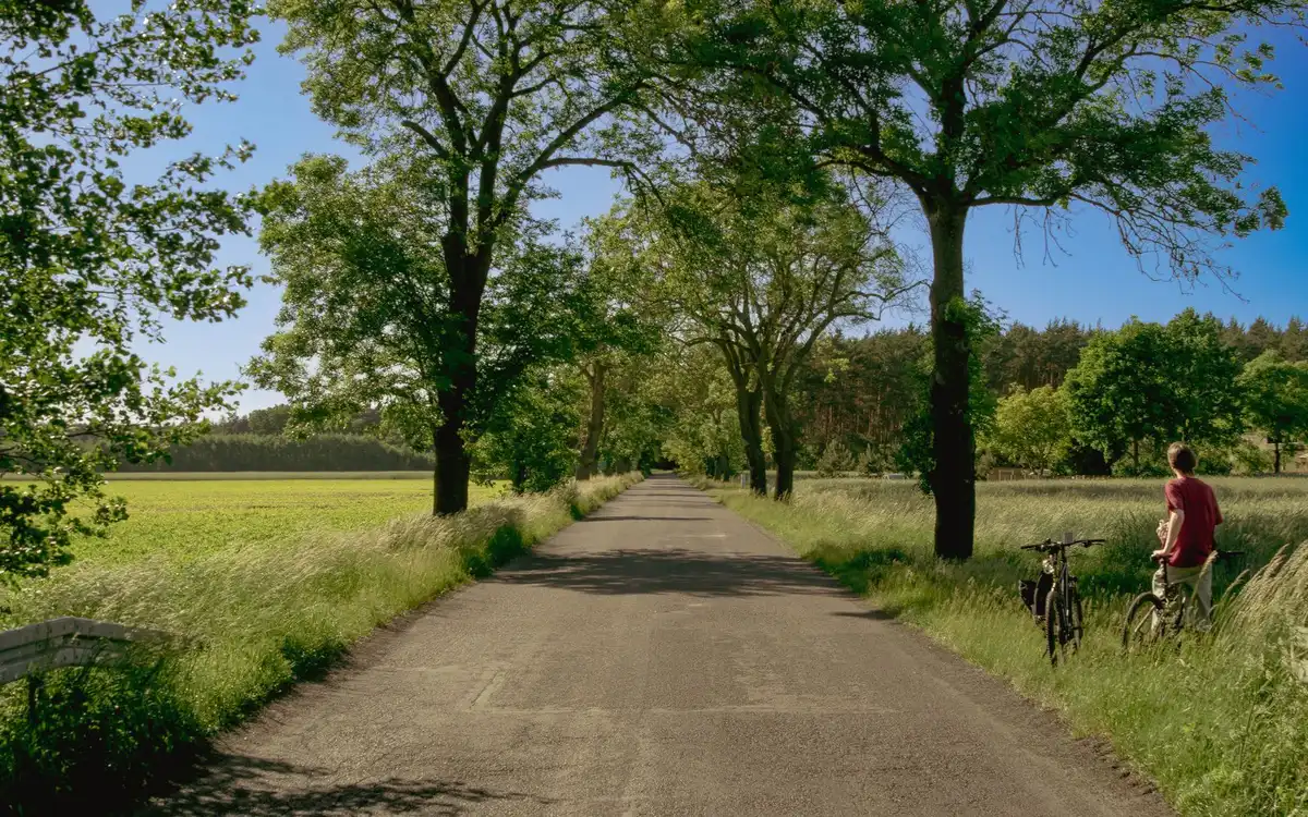 Wąska asfaltowa droga lokalna wśród pól, obsadzona drzewami, z rowerzystą na poboczu